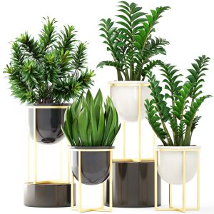 Collection Plants In A Luxury Flower Pot For Decor