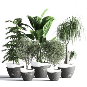 Indoorplantset23