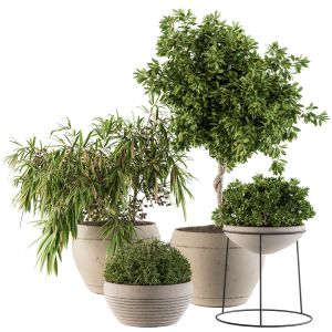 Outdoor Plants Tree In Concrete Pot - Set 105