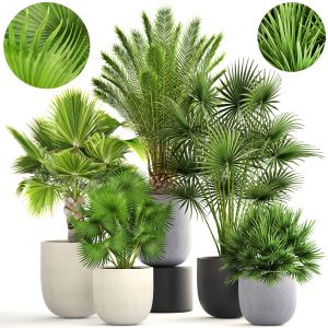 Collection Palms In A Flower Pot For Decoration