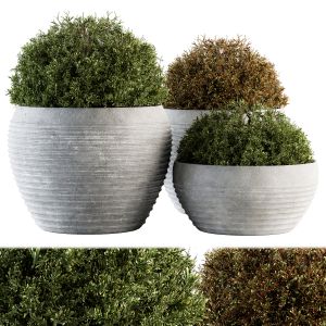 Outdoor Plants In Concrete Pot Topiary Balls Bush