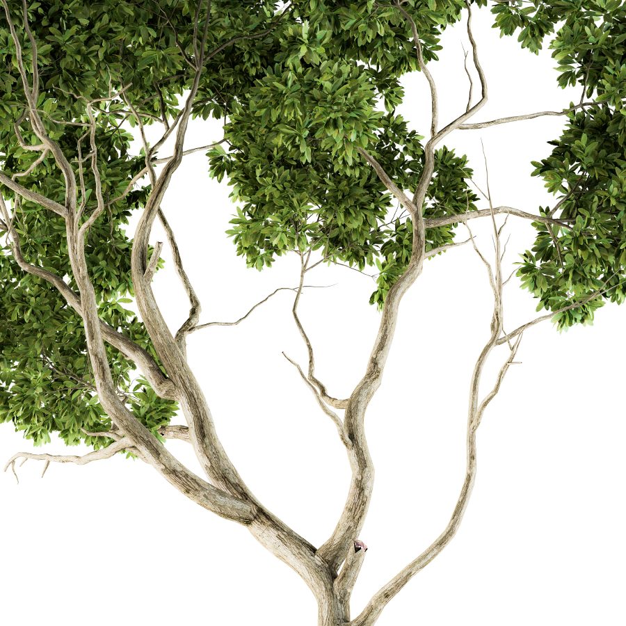 Green Maple Tree Rendering Tree Green Maple - Set 27 3D Model for VRay, Corona | CGMood