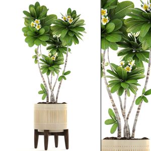 Frangipani Tree In A Flower Pot For Decoration