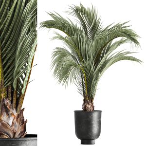 Decorative Palm Tree For The Interior In A Pot