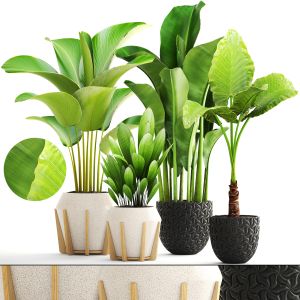 Collection Plants In A Flower Pot For Decoration