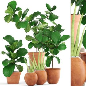 Plant Collection Ficus Trees In Clay Pots