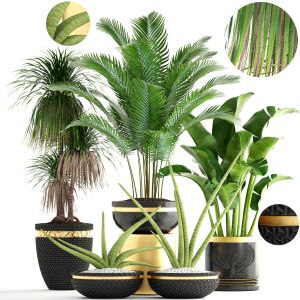 Plants In A Luxury Flower Pot For Decoration