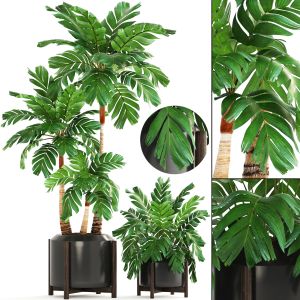 Collection Of Plants Palms Chamaedorea Elegans