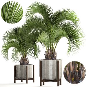 Collection Palms Butia Capitata In A Concrete Pot