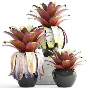 Exotic Flower Bromelia In A Flower Pot For Decor