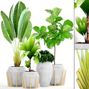 Collection Of Tropical Plants Concrete Pot