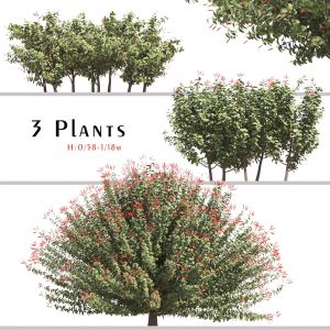 Set Of Hamelia Patens Plant ( Scarlet Bush )