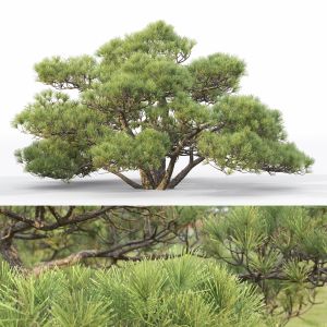 Pinus Bonsai 04
