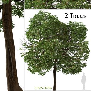 Set Of Cordia Sebestena Tree ( Geiger Tree )
