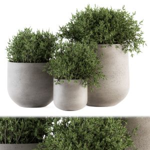 Outdoor Plants Tree In Concrete Pot - Set 125