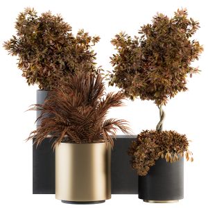 Indoor Plant Set 91 - Black And Gold (red Plant)