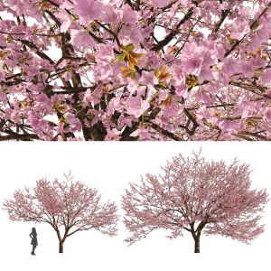2 Spring Cerasus Trees (sakura Tree)