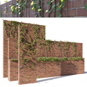 Brick Walls With Climber Plant