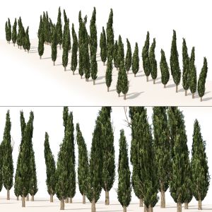 Mediterranean Cypress Trees