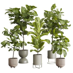 Ficus Lyrata Plants - Indoor Plant Set 350 In A Co