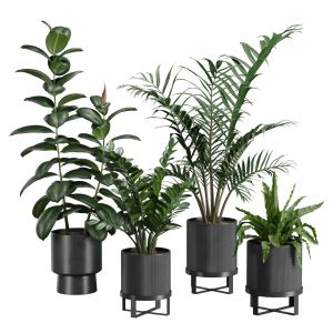 Indoor Plants Pack 41