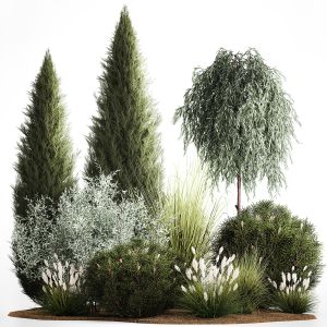 Trees And Bushes For The Garden Spruce, Thuja