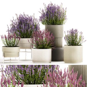 Set Of Flower Bushes Of Lavender And Salvia In Pot