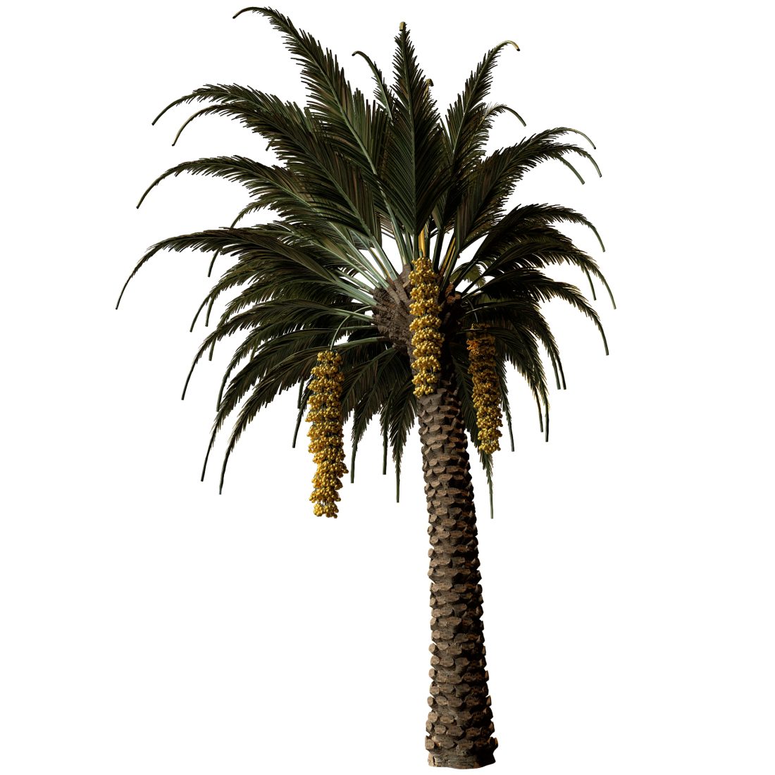 Palm Tree With Date - 3D Model for VRay, Corona