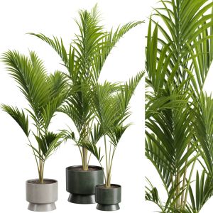 Majesty Palm 02 - Ravenea Rivularis