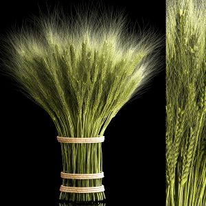 Decorative Bouquet Of Green Spikelets Of Wheat 286