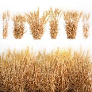 Bushes Of Dry Ears Of Wheat For Landscape Design