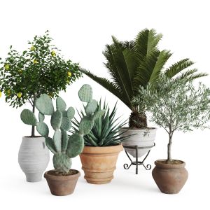 Set Mediterranean Plants In Antique Pots