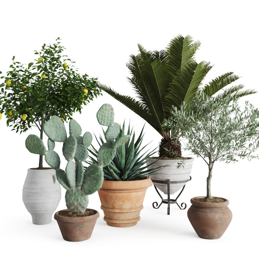 Set Mediterranean Plants In Antique Pots 3D Model for Corona | CGMood