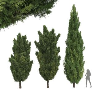 Plant Mediterranean Italian Cypress Tree