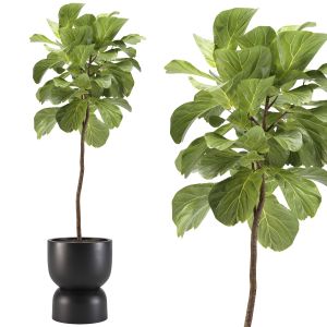 Indoor Plants-008-ficus