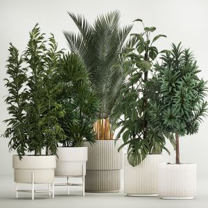 Plants For The Street And Interior In Concrete Pot