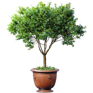 Decorative Garden Tree In A Classic Potted Flowerp