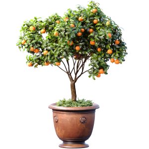 Decorative Orange Citrus Mandarin Tree In A Potted