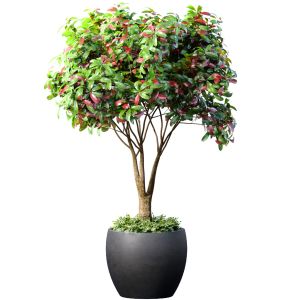 Decorative Indoor Tree Plant In A Classic Pot And