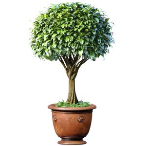 Decorative Garden Tree In A Classic Pot And Flower