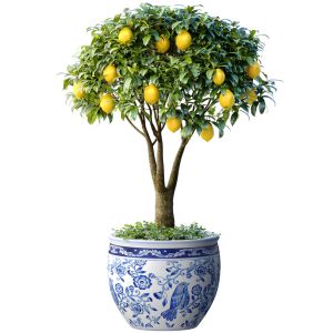 Lemon Tree In A Potted Flowerpot Ornamental Citrus