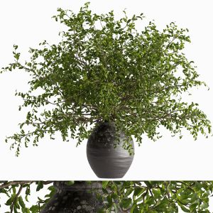 Indoor Potted Plant Set
