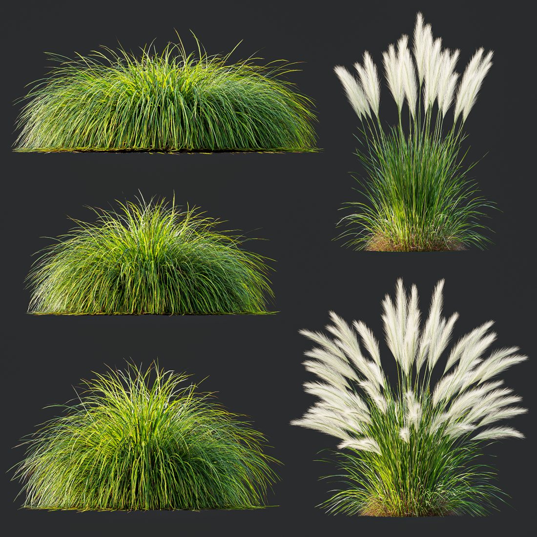 Grass 01 3D Model for VRay, Corona | CGMood