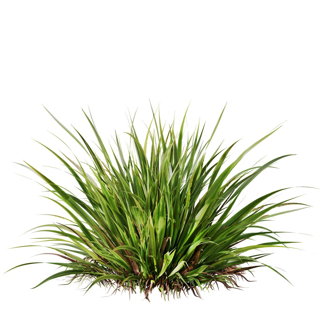 Grass 02 3D Model for VRay, Corona | CGMood