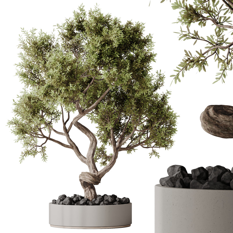 Ficus Retusa Microcarpa Bonsai Ginseng06 - 3D Model for VRay, Corona