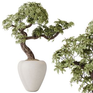 Ficus Retusa Microcarpa Bonsai Ginseng08