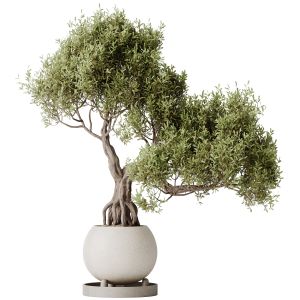 Ficus Retusa Microcarpa Bonsai Ginseng10