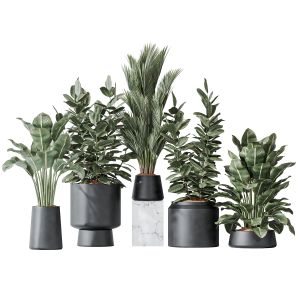 Indoor Plant Set 07