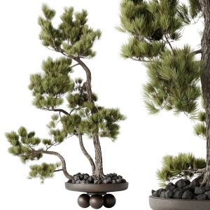 Houseplants Bonsai Pinus Pentaphylla Thunbergii08