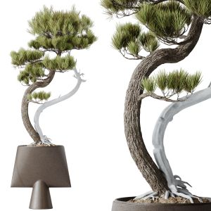 Houseplants Bonsai Pinus Pentaphylla Thunbergii05